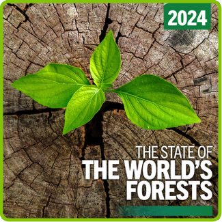 2024 State World's Forests